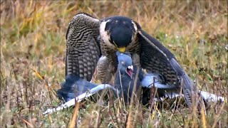 Training peregrine falcons Falco peregrinus to hunt falconry [upl. by Nnyliram24]