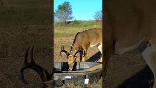 Trail Camera Action deer deerhunting tactacam [upl. by Hammad]