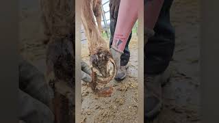 Trimming overgrown bars horse hoof trim hooftrimming farrier horseshoe [upl. by Argus]