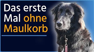 Resozialisierung nötig bisheriges Training hat sein Leben unnötig erschwert Cooper Teil 1 [upl. by Hairu]