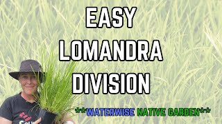 How to  Lomandra Division  Waterwise  Native Plant [upl. by Eelorac503]