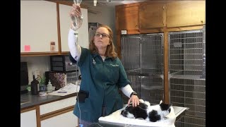 How To Administer Subcutaneous Fluids To Your Pet IV Method [upl. by Karine]