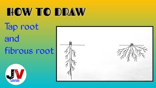 how to draw taproot and fibrous root step by steptap root system diagram how to draw fibrous root [upl. by Whitaker]