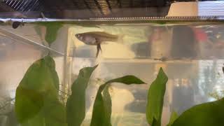 Mosquitofish gives birth and tries to eat baby [upl. by Landers]