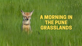 Exploring the grasslands of Pune Part 2 Travel vlog 2021 [upl. by Ahsiuq]