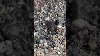 RolyPoly Sow Bugs Pill Bugs  Armadillidium vulgare  IPM Shorts [upl. by Krasnoff]