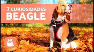 7 CURIOSIDADES sobre el BEAGLE 🐶🐾 ¡Te sorprenderán [upl. by Pontone]