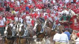 Budweiser Clydesdales Take a Spin Around Busch Stadium 82609 [upl. by Ania32]