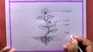 How To Draw Parts Of A Plant easyPlant Drawing Easy [upl. by Arakawa]