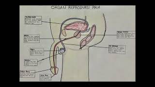 Organ Reproduksi Manusia [upl. by Eneleahcim]