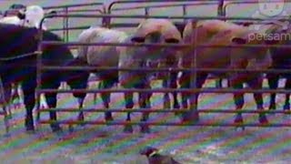 Dachshund helps farmer roundup cattle [upl. by Kleeman]