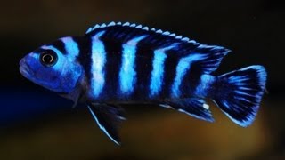 How To Look After Demasoni  Pseudotropheus Demasoni  Dwarf Mbuna [upl. by Hgiel]