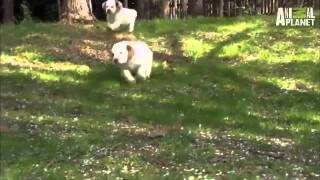 Dogs 101 Clumber Spaniel [upl. by Ynnavoeg]