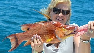 Catching Hogfish on hook and line in Tampa Bay  Saint Pete Beach [upl. by Gould]