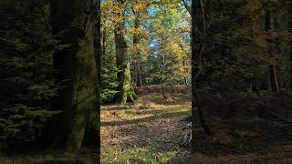 Autumn 🍁 vibes in New Forest national park UK [upl. by Torey218]