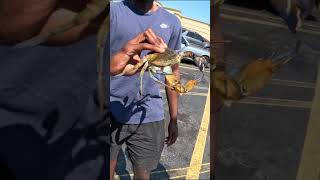 Taking home my pet crab shorts viral animals pet nature [upl. by Gaultiero]