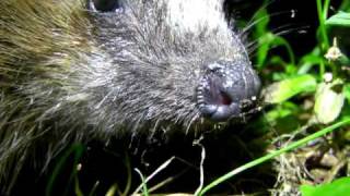 European Hedgehog  Braunbrustigel  Erinaceus europaeus [upl. by Crandell]