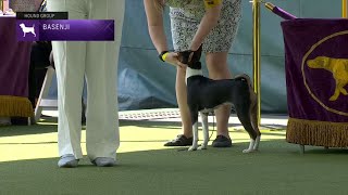 Basenjis  Breed Judging 2023 [upl. by Essyla]