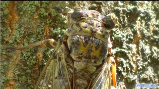 Les cigales filmées et leurs magnifiques chants dans la garrigue en Provence [upl. by Laurentia]