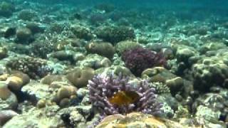 Snorkeling at Sharm el Sheik Ras Um El Sid [upl. by Zetnom886]