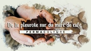 🍄 Culture de pleurotes dans du marc de café recyclé 🍄 [upl. by Biddle156]