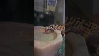 Champions GAMEBO gecko leopardgecko fyp shots YouTube capcut reptile gamebothegecko [upl. by Ahsille]