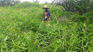 potong rumput keliling pokok sawit yang SUPER TEBAL DAN SEMAK [upl. by Errol]