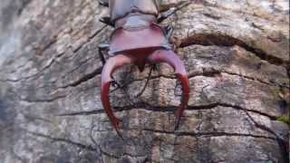 Lucanus elaphus  Stag Beetle  HirschkÃ¤fer [upl. by Raybourne532]