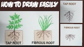 How to draw tap root amp fibrous root easily taproot system amp fibrous root system easy drawing [upl. by Ocsirf618]