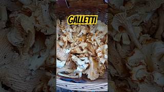 Funghi Finferli quotUn Pieno Di Galletti quot 🍄‍🟫 CantharellusFerruginascens Galletti Finferli [upl. by Skipp]