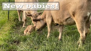 Three signs your cow is ready to calve [upl. by Riffle]