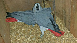 African grey parrot talking and Breeding [upl. by Zzahc]