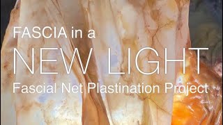 Fascia In a NEW LIGHT Documentary the story of the Fascial Net Plastination Project [upl. by Ronda457]