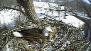 Bald Eagle Cam Fish Hatchery Decorah IA 021410 Valentines day visit [upl. by Berkley]