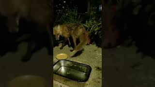 Red Fox Visitors To Our Porch 🦊 [upl. by Alben446]