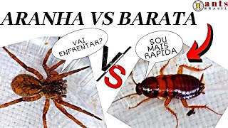 BARATA VS ARANHA ARANHA ARMADEIRA [upl. by Lledor]