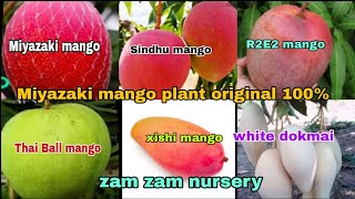 Miyazaki mango plant original 100  seedless Sindhu mango plant  R2E2 mango onion delivery Availa [upl. by Sumetra957]