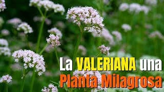 Planta Valeriana  Para que es bueno el te de valeriana Natural [upl. by Noiemad]