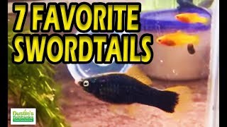 My FAVORITE AQUARIUM FISH 7 TYPES of Platies Swordtail Fish [upl. by Sirovaj]