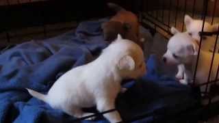 Cute baby Chihuahua puppies playing together [upl. by Callahan]