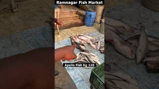 Apollo Fish Kg120  Live Koramenu Fish Kg Rs400 fish viral trendingshorts seafood streetfood [upl. by Aowda380]