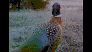 Pheasant at dawn adds his squawk to the chorus of birds [upl. by Anialed]