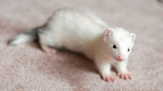 DEAF FERRET DOOKING NOISES  WHAT DOES IT SOUND LIKE [upl. by Nikolaos291]