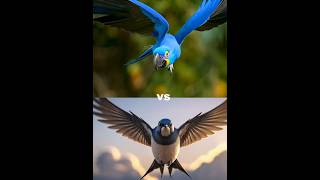 Hyacinth macaw vs swallow vs  Eagle snow owl owl vampire bat pigeon [upl. by Burris814]