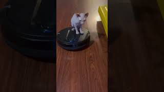 Hairless cat vacuuming floor animal cute cat cleaning kids viral boy follow [upl. by Welker564]