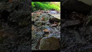 Calm Stream  Relaxing Nature Sounds for Sleep [upl. by Orme548]