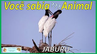 Você sabia Jaburu  Jabiru jaburu tuiuiu jabiru avesdobrasil pantanal birds animais animals [upl. by Amlez754]