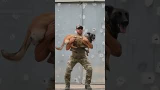 k9 dog trending dogsoftiktok malinois tacticalshooter [upl. by Lichter110]