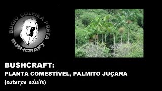 Planta comestível  Palmito juçarawmv [upl. by Yenahteb]