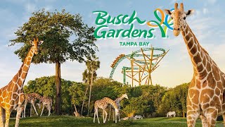 People Are Still Visiting BUSCH GARDENS  rollercoaster animals cheetah fall vlog [upl. by Ferna]